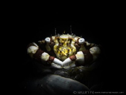 S N O O D 
Harlequin Swimming Crab (Lissocarcinus laevis... by Irwin Ang 